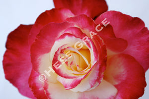 Photo of Fire-and-Ice rose