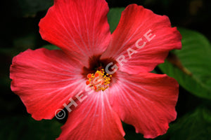 Photo of Barbados Hibiscus