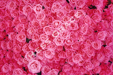 Photo of Denmark Roses