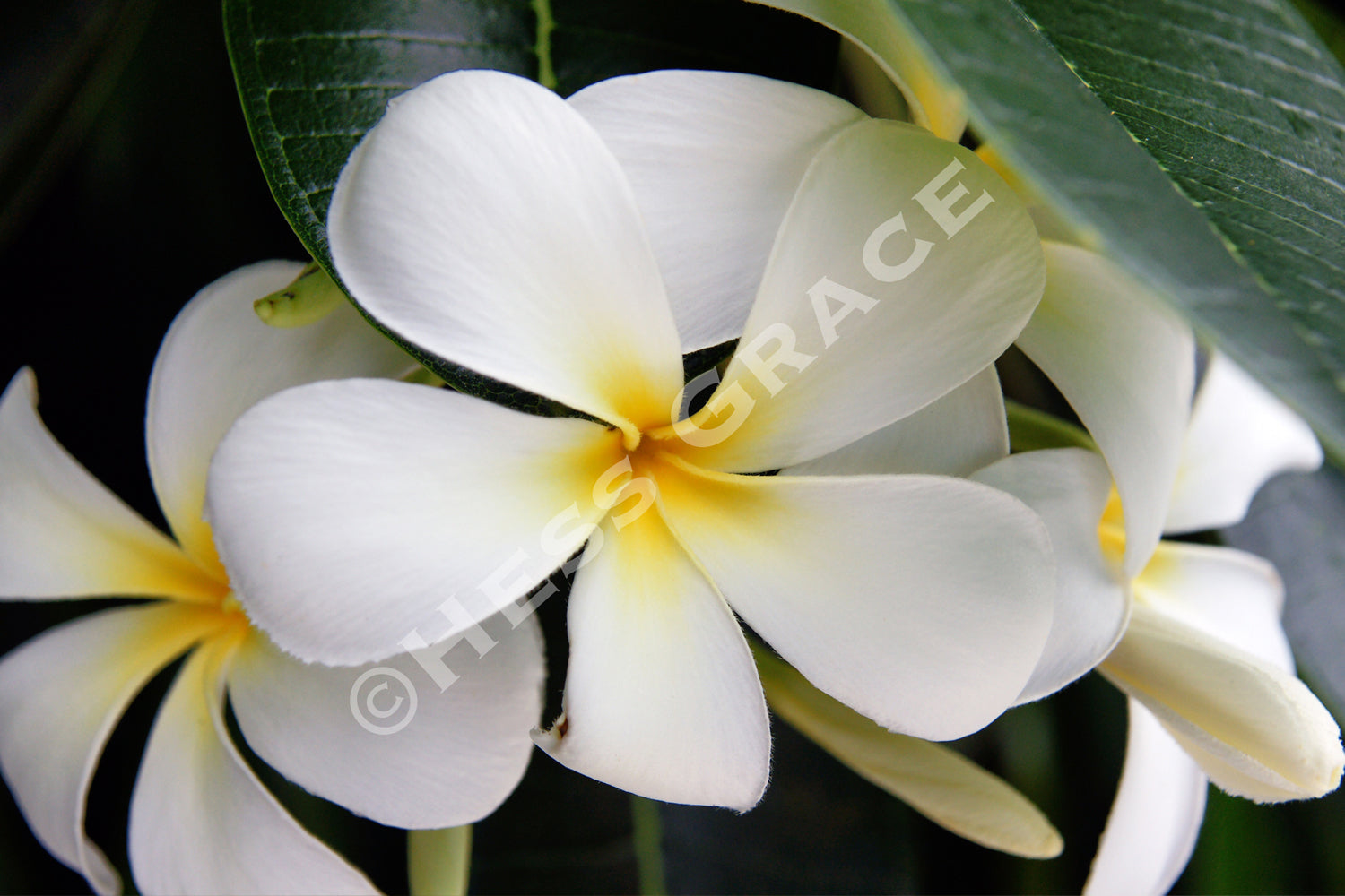 Frangipani Flower Photo