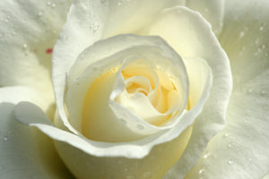 Photo of White Rose Close-up