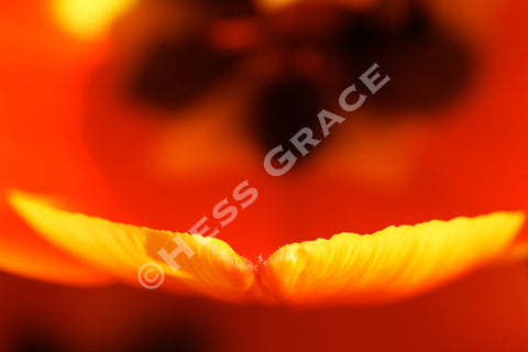 Photo of Tulip Petal Close-up