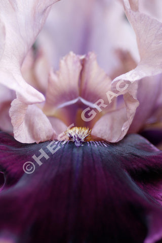 Photo of Bearded Iris 