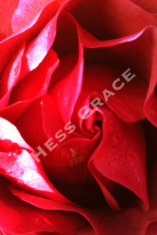 Photo of Red Rose