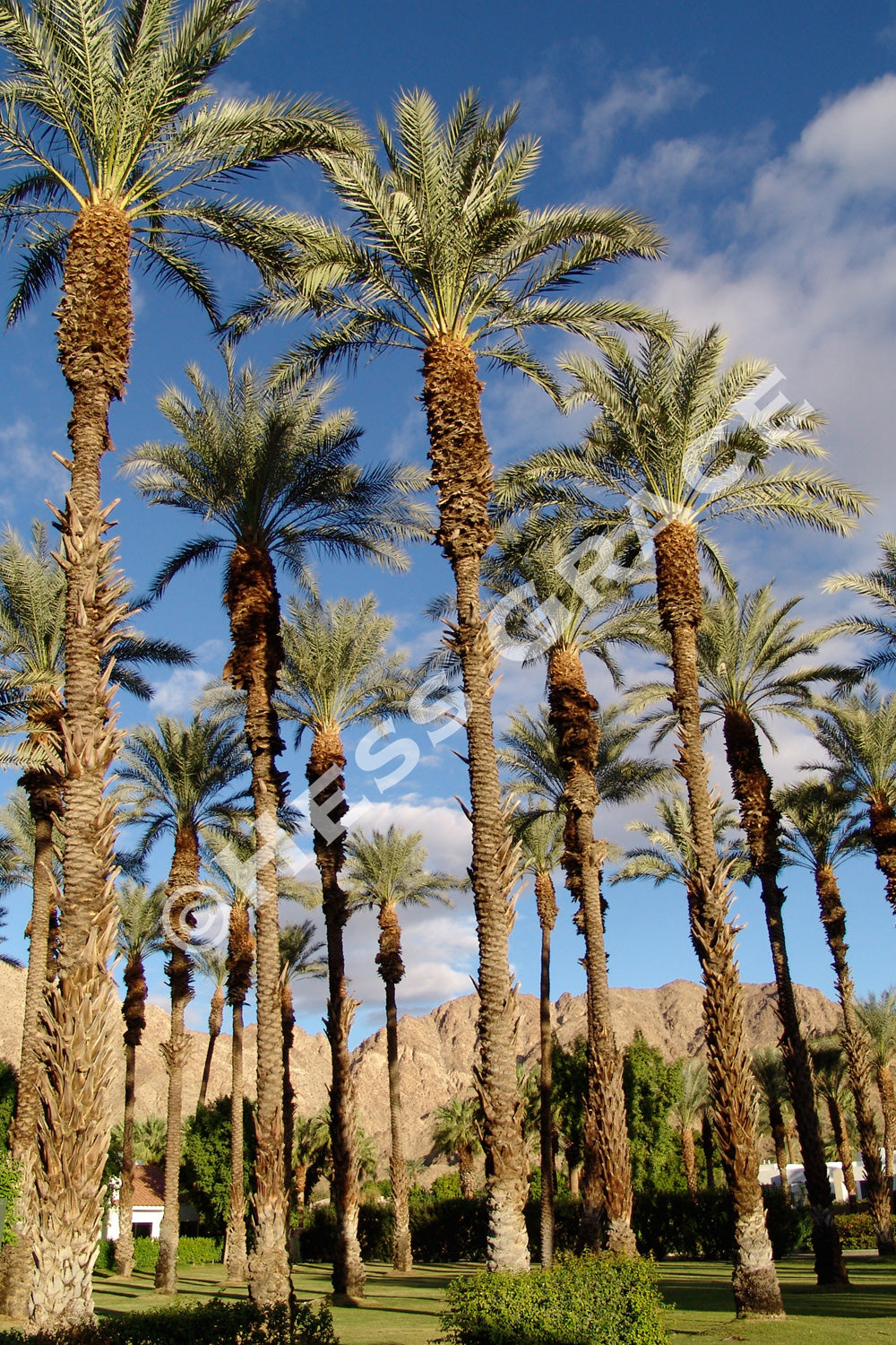 Palms Trees at La Quinta Resort 