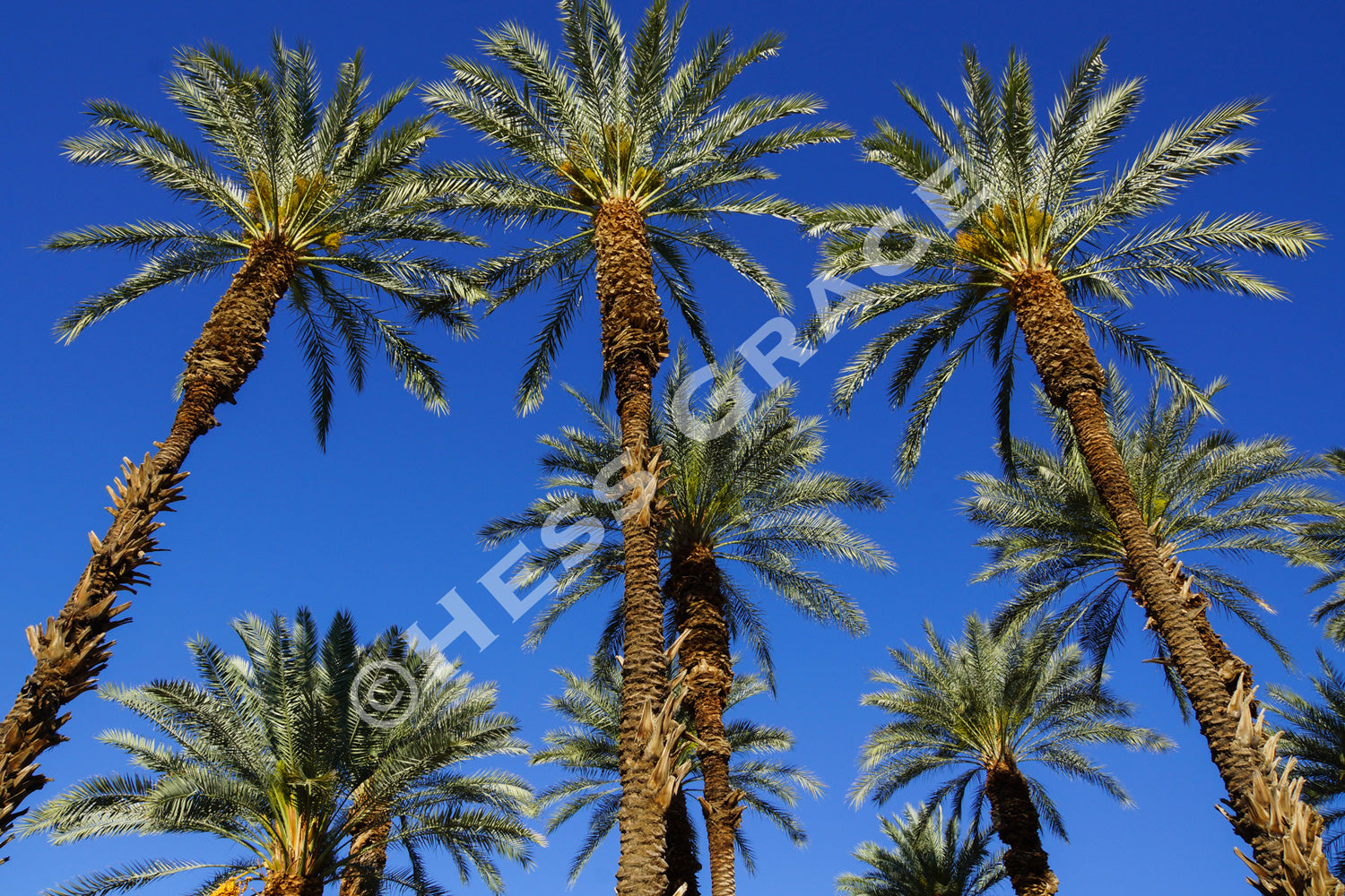 Photo of 3 King Palms
