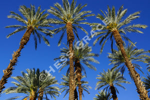 Photo of 3 King Palms