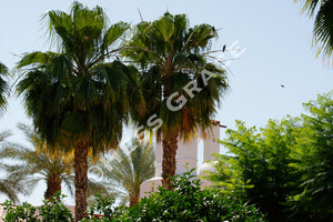 Palms Trees at La Quinta Resort