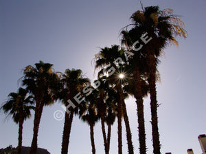 Photo of Fan Palms at La Quinta Resort