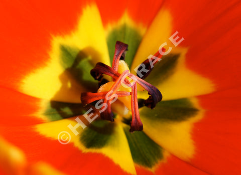 Crazy by Design - inside an orange tulip